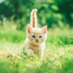 Baby Cat In Nature