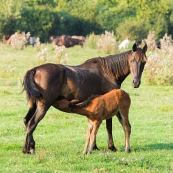 Horse with her baby in the field