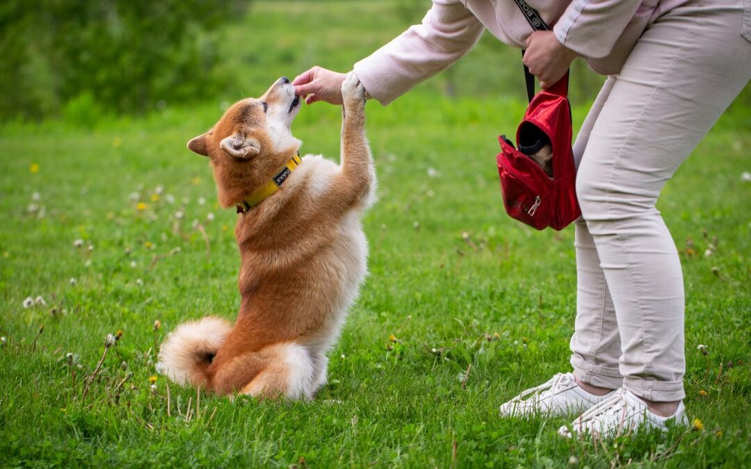 A Shiba Inu dog gives a paw to a person holding treats in a park.