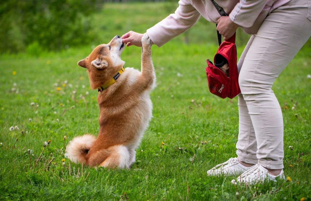 Pet playing with his owner