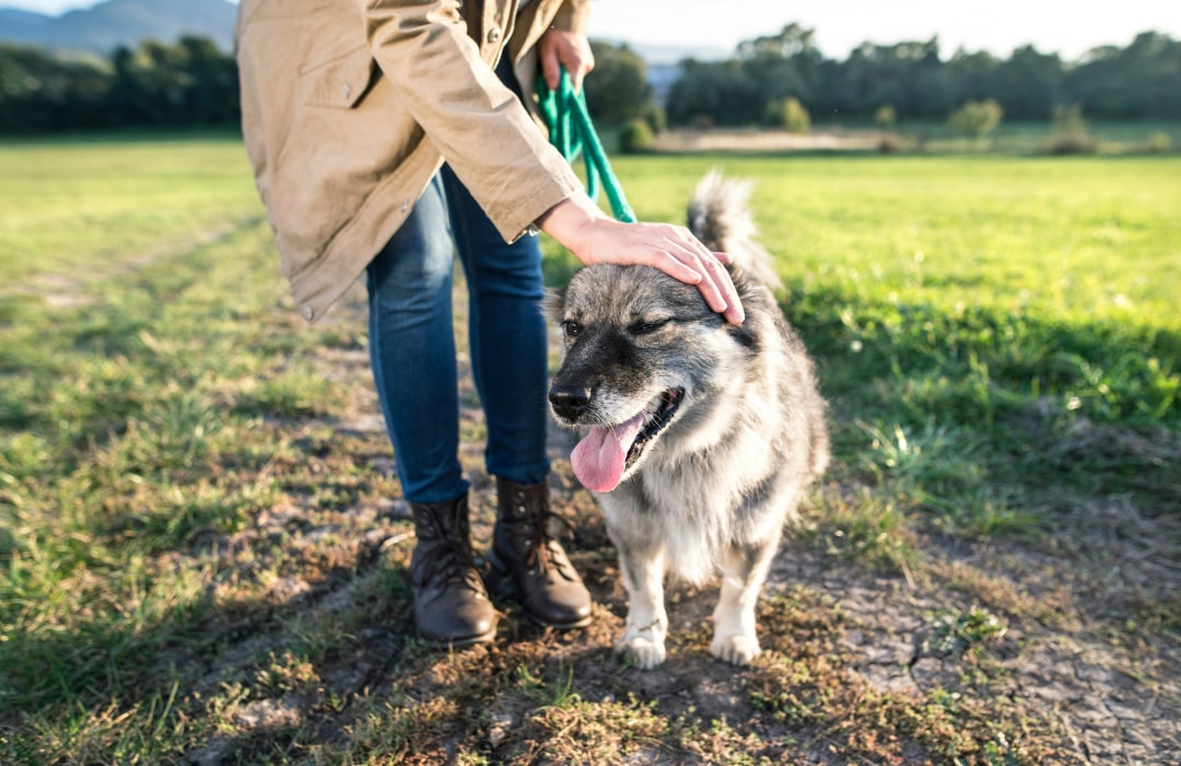 Pet with his owner in the field