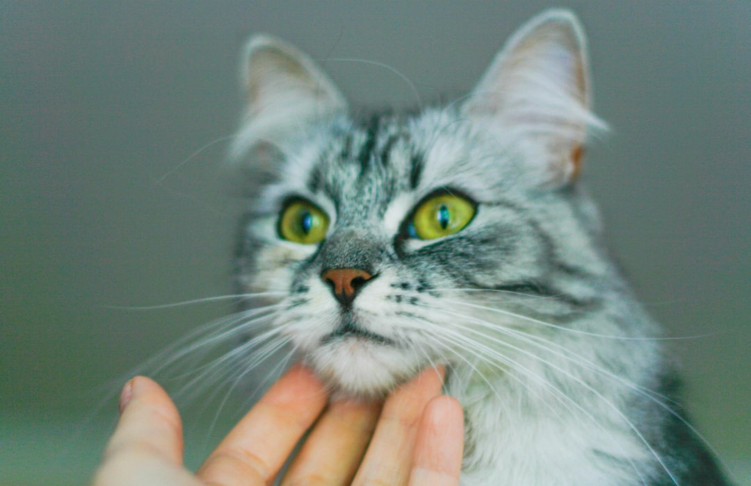 Checking the pet for inspection