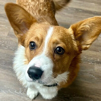 pet wellness icon