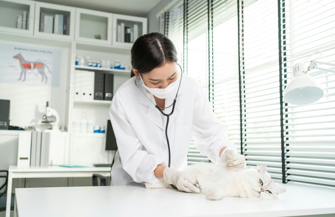 Doctor inspecting pet