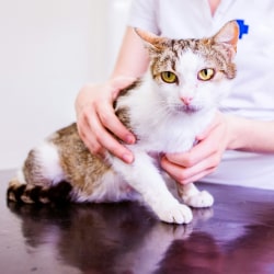 Cat with nurse in the clinic