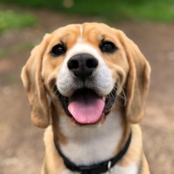 Happy pet dog in farm