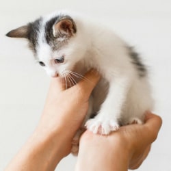Happy kitten with doctor 