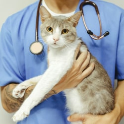 Happy kitten with the surgeon