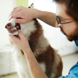 Doctor checking dogs teeth