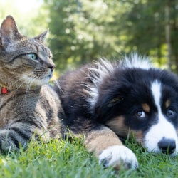 Puppy & kitten sitting together