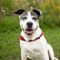 Happy dog sitting in the field