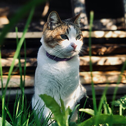 a barn cat sitting on grass
