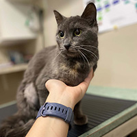 pet wellness icon
