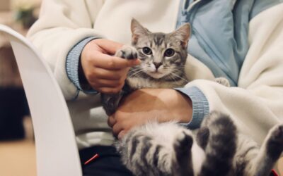 Making Your Cat’s Vet Visit Less Stressful – Tips from Hooves N Paws Veterinary Clinic