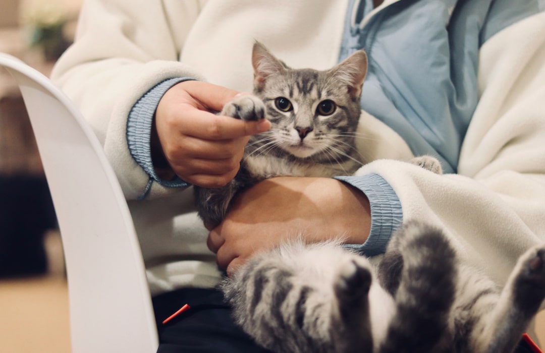 Doctor checking the pet