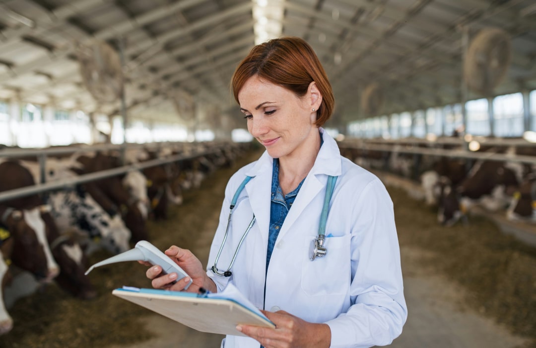 Doctor checking herd health checkup documents