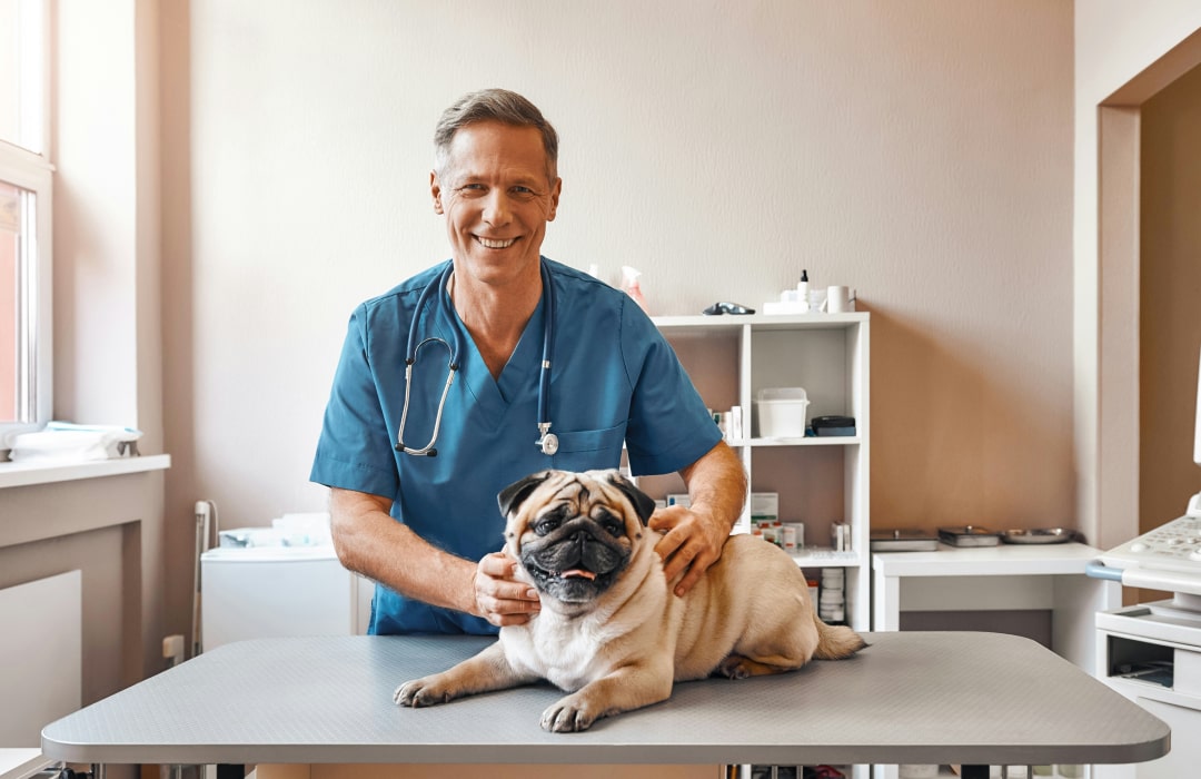 Doctor inspecting the dog