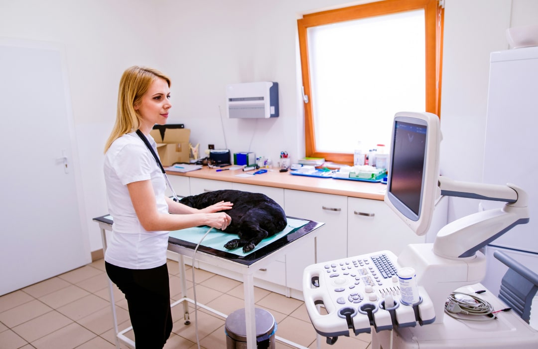 Doctor inspecting pet dog
