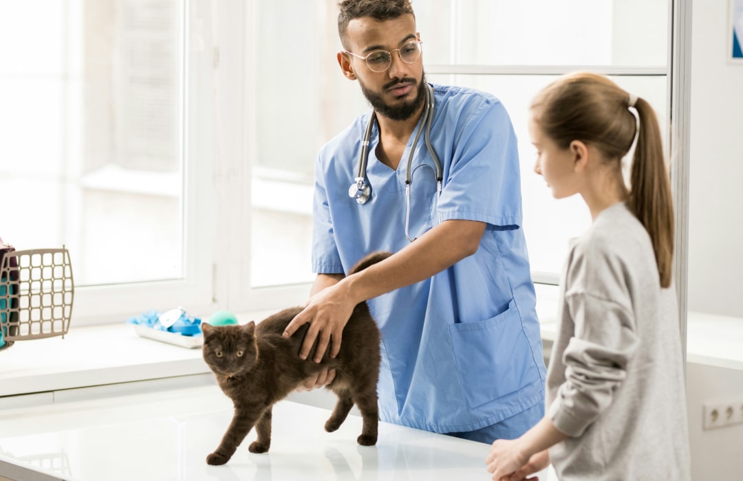 Doctor inspecting pet