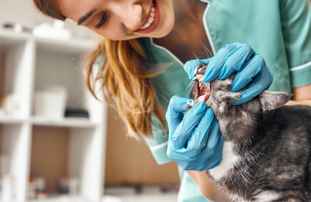 Doctor inspecting the cat