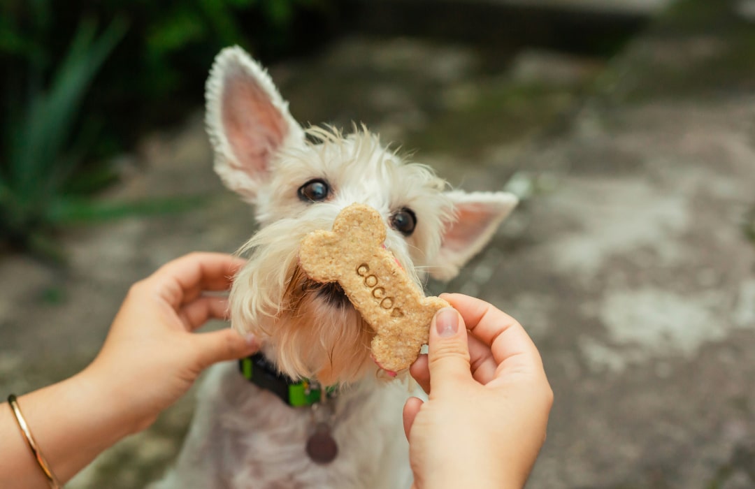 Owner feeding her pet