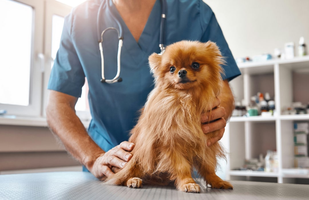 Doctor inspecting the pet