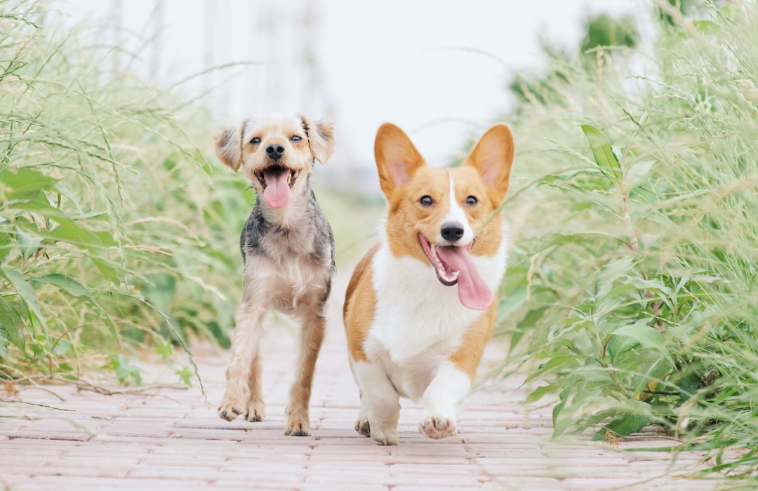 Two dogs playing and running