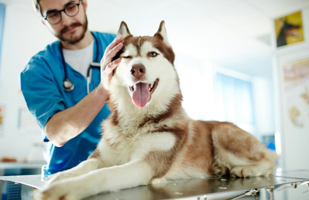 Doctor with happy pet in clinic