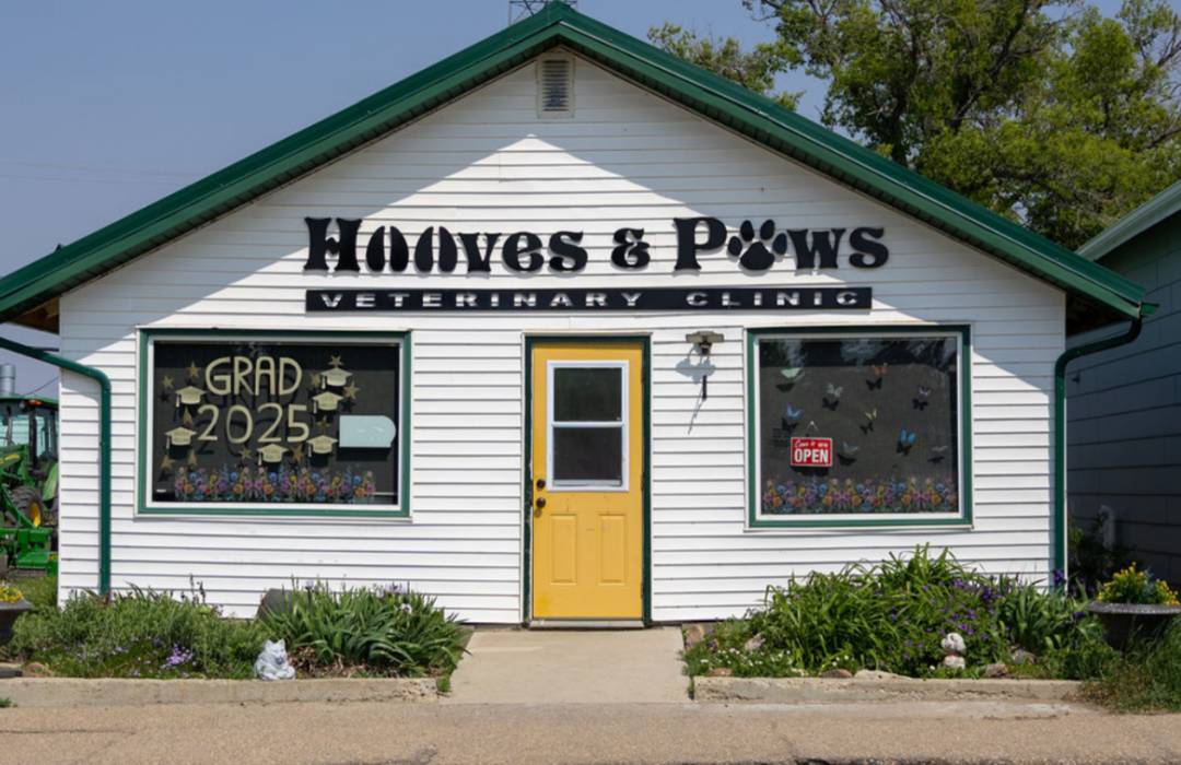 animal veterinary