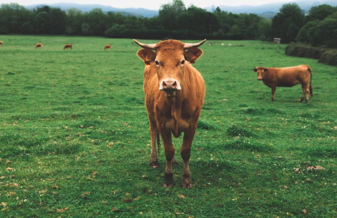 cow standing on the field outside