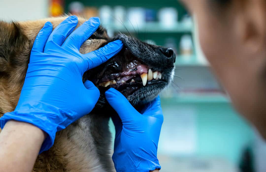 Doctor inspecting dog