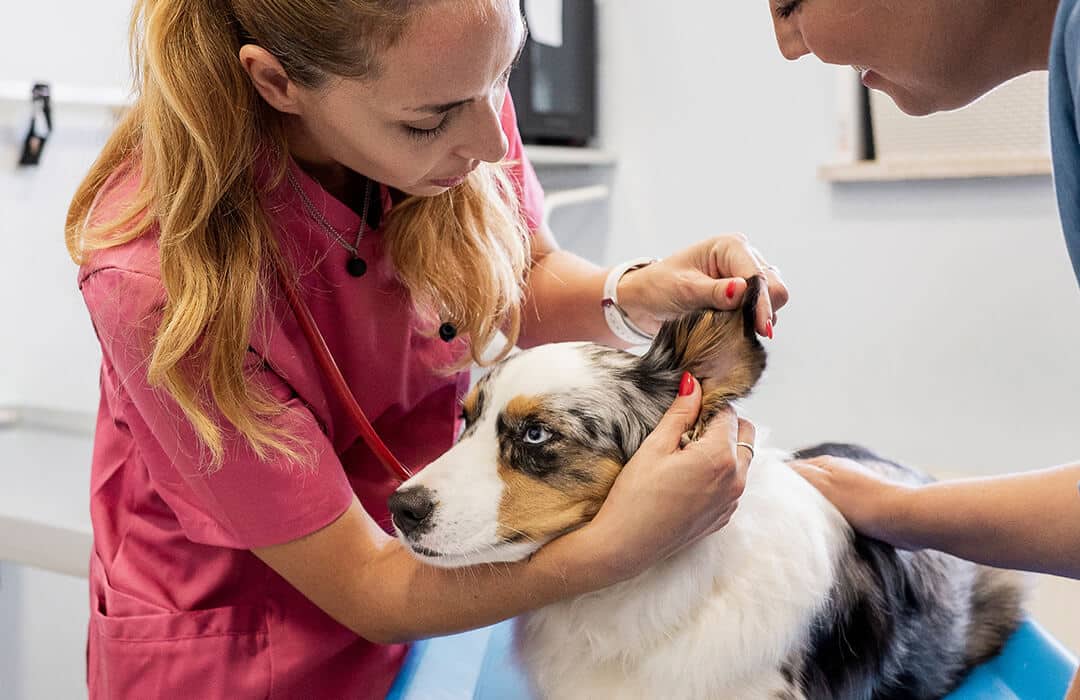 Doctor checking dogs treatment history