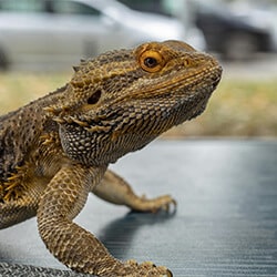 pet sitting looking front