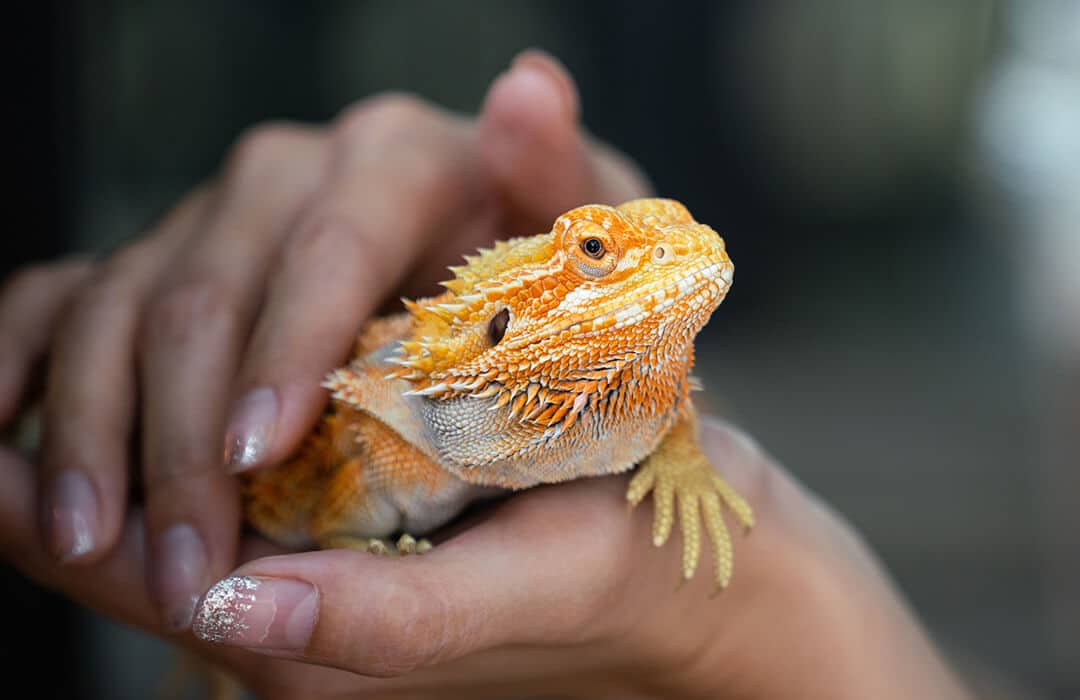 girl holding the dog