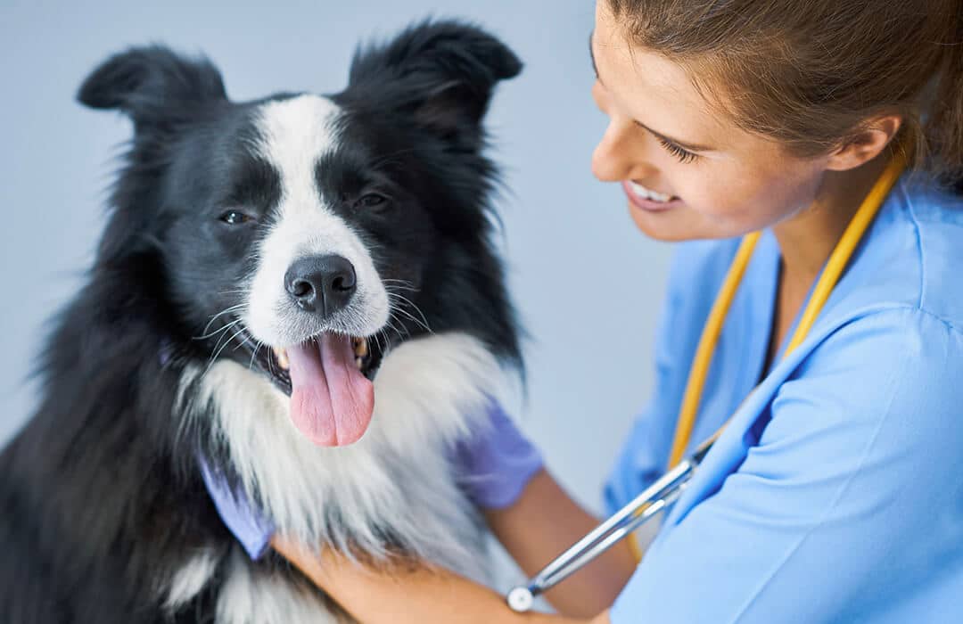 Doctor checking pet dog