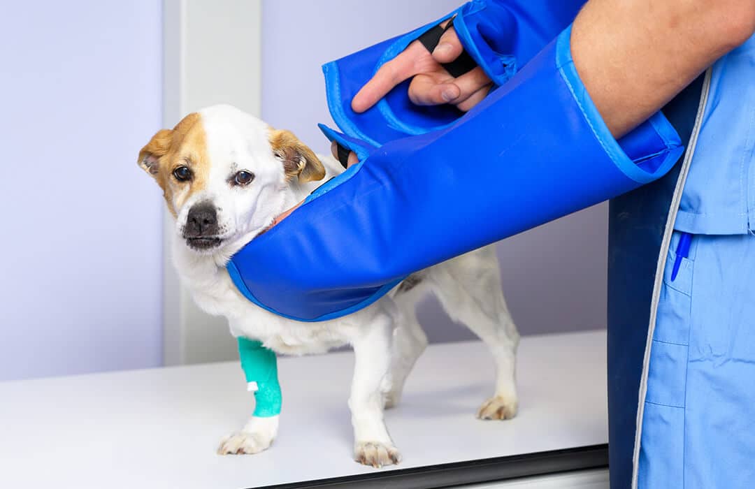 Doctor and owner with there pet