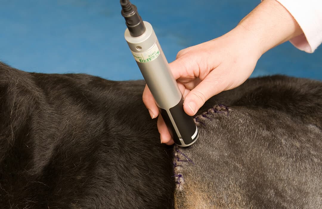 Owner caring there pet