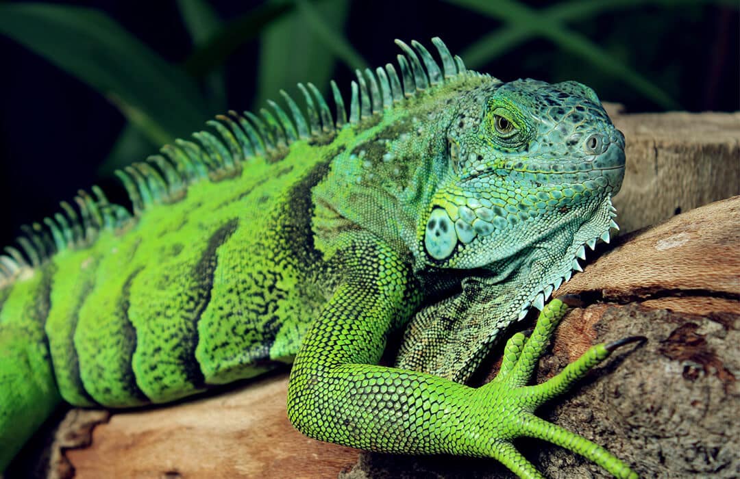 pet on the exam table
