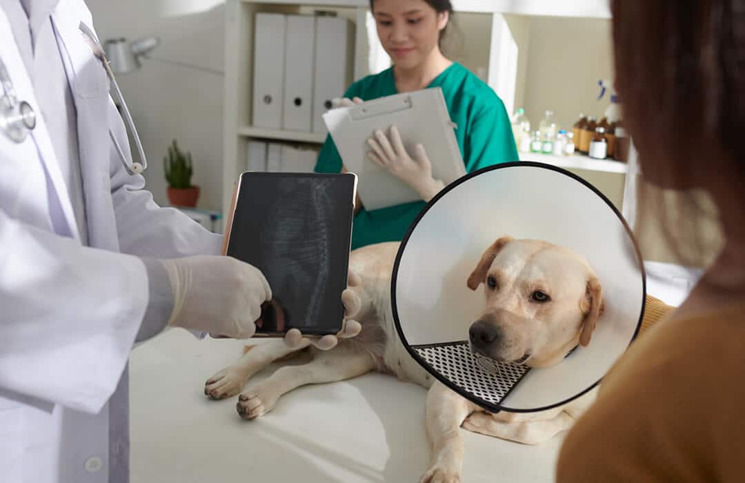Doctor with pet in clinic
